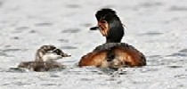 birds on the Ancholme River