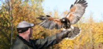 Falconry Center