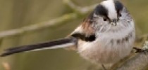 long tailed tits in lincolnshire