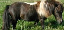 fairytale falabella, brandy wharf leisure park - north lincolnshire