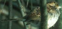 white throated sparrow in lincolnshire